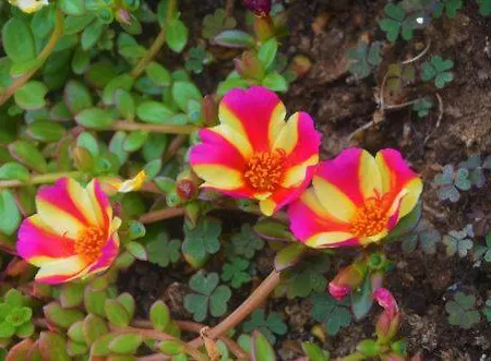 Appartamento Romeo - *