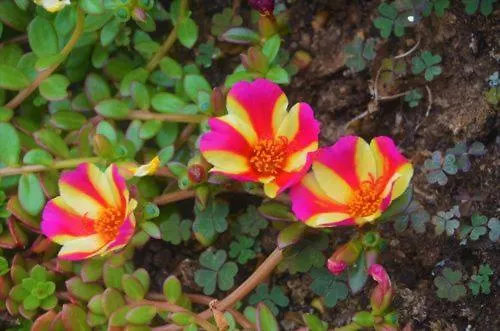 Appartamento Romeo - *